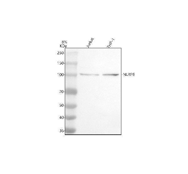 Western blot analysis of NLRP6 using anti-NLRP6 antibody (A03636-2)