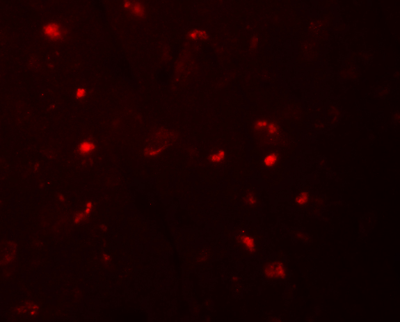 a03636 nlrp6 primary antibodies if testing 2