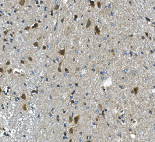 a03637 1 pawr primary antibodies ihc testing 3