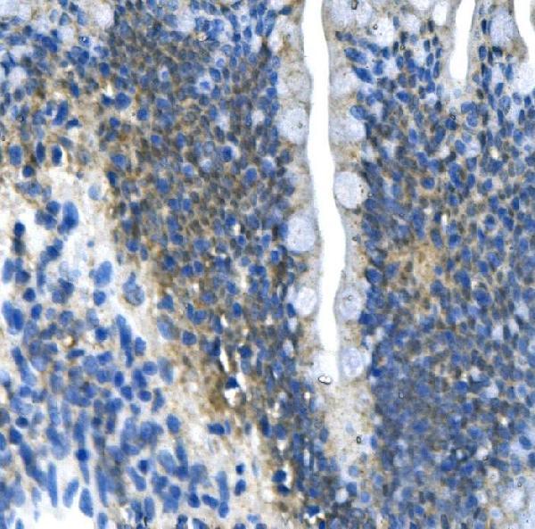 a03637 1 pawr primary antibodies ihc testing 5