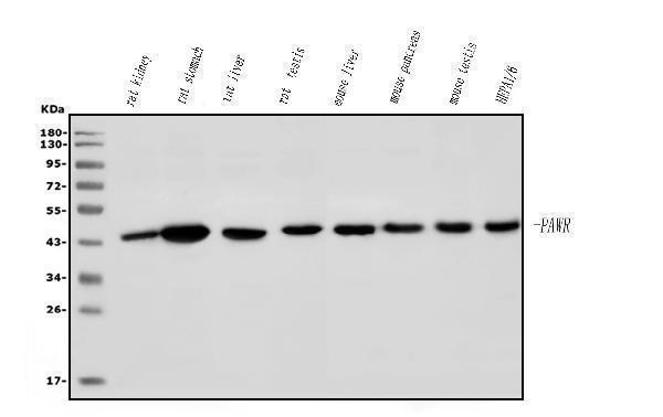 a03637 1 pawr primary antibodies wb testing 2