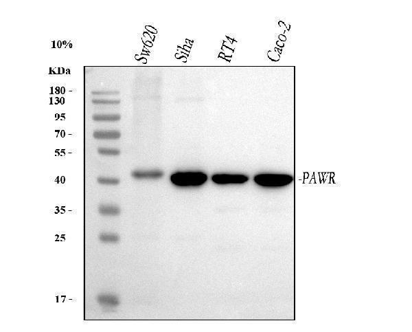  Western blot analysis of PAWR using anti-PAWR antibody (A03637-2)