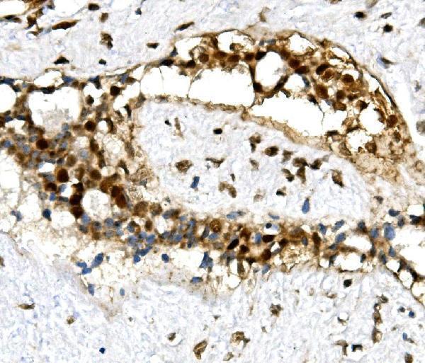 a03639 2 u2af2 primary antibodies ihc testing 2