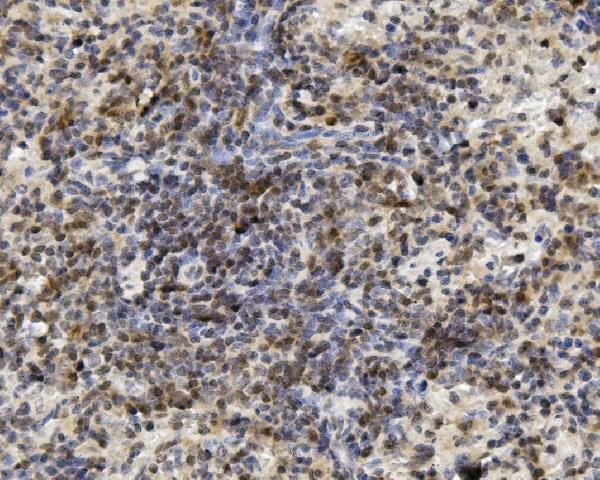 a03639 2 u2af2 primary antibodies ihc testing 3