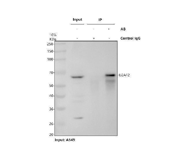 a03639 2 u2af2 primary antibodies ip testing 1