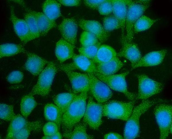 a03641 2 gga3 primary antibodies if testing 5