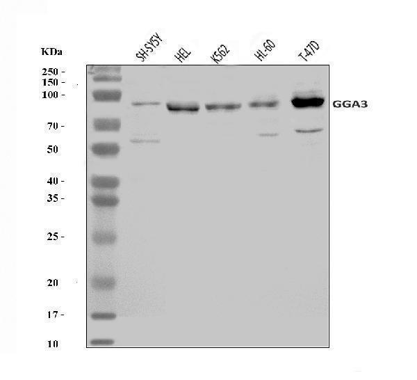  Western blot analysis of GGA3 using anti-GGA3 antibody (A03641-2)