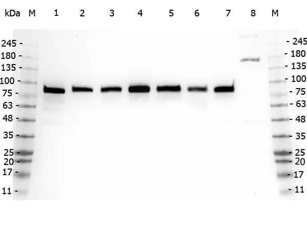 a03641 gga3 primary antibodies wb testing 3
