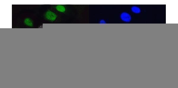 a03642 mcm5 primary antibodies if testing 6