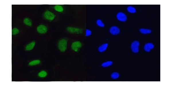a03642 mcm5 primary antibodies if testing 6_1