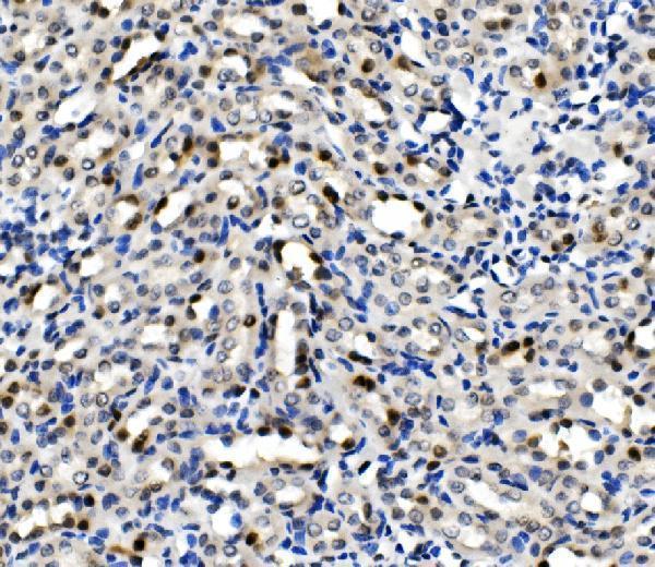 a03642 mcm5 primary antibodies ihc testing 4