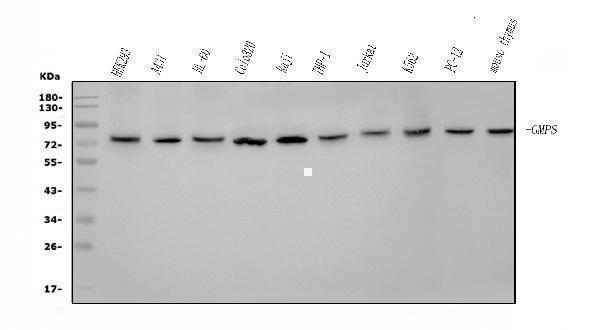 a03643 1 gmps primary antibodies wb testing 1_1