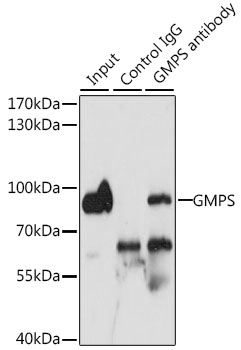 a03643 gmps primary antiboties ip testing 2