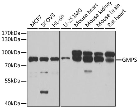 a03643 gmps primary antiboties wb testing 1