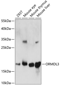 a03644 ormdl3 primary antiboties wb testing 1