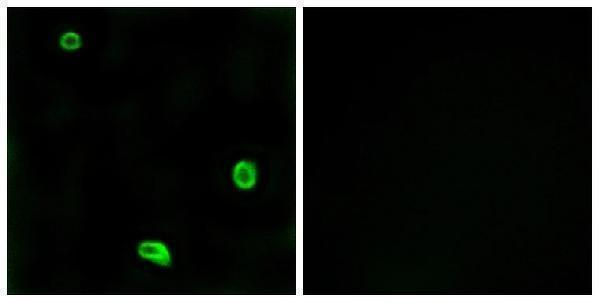 a03645 1 f2rl3 primary antibodyes if testing 4