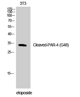 Western blotting validation for Anti-Cleaved-PAR-4 (G48) F2RL3 Antibody A03645
Western Blot (WB) analysis of NIH-3T3 cells using Cleaved-PAR-4 (G48) polyclonal antibody