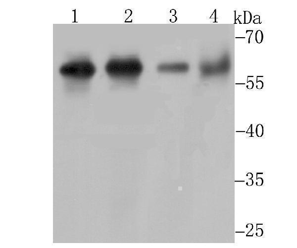 Western blot analysis of Methionine Aminopeptidase 2 on Hela cell using anti-Methionine Aminopeptidase 2 antibody at 1/1,000 dilution
