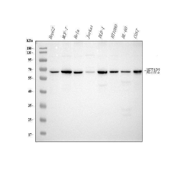  Western blot analysis of METAP2 using anti-METAP2 antibody (A03648-2)