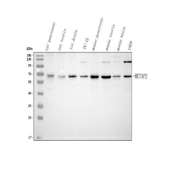  Western blot analysis of METAP2 using anti-METAP2 antibody (A03648-2)