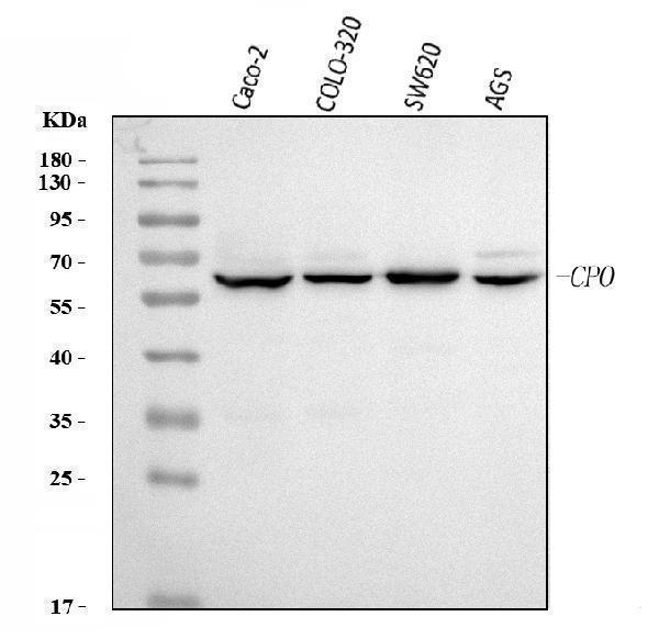  Western blot analysis of CPO using anti-CPO antibody (A03649-1)