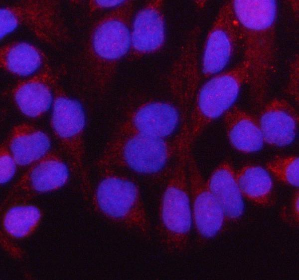 a03650 1 hadh primary antibodies if testing 20