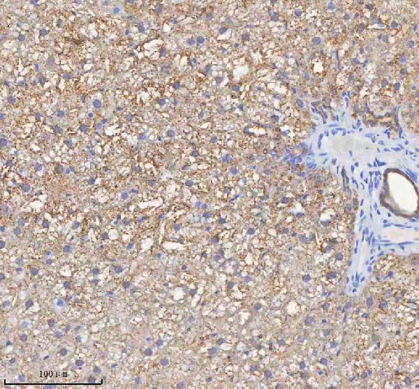 a03650 1 hadh primary antibodies ihc testing 19