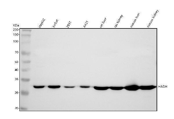  Western blot analysis of HADH using anti-HADH antibody (A03650-1)
