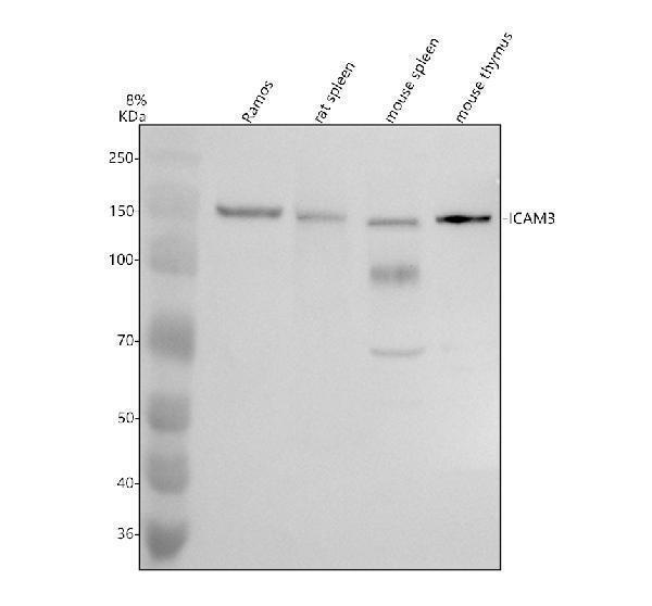 Western blot analysis of CD50/ICAM3 using anti-CD50/ICAM3 antibody (A03651-2)