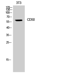 Western blotting validation for Anti-CD50 ICAM3 Antibody A03651
Western Blot (WB) analysis of NIH-3T3 cells using CD50 polyclonal antibody