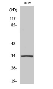 a03652 1 hoxb4 primary antibodies wb testing 2