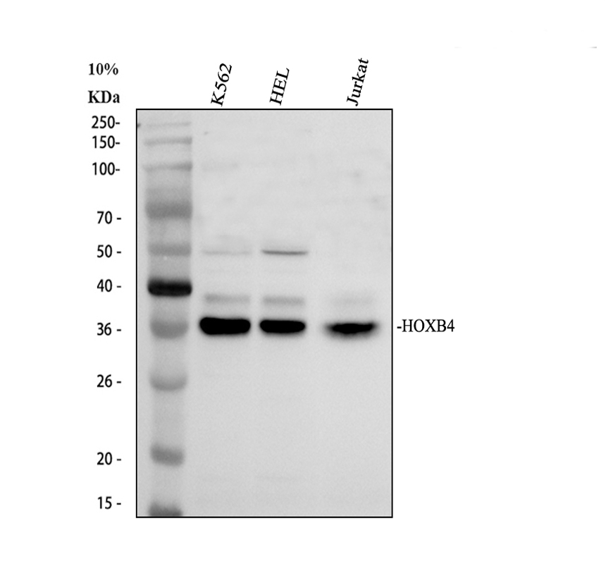a03652 2 hoxb4 primary antibodies wb testing 1