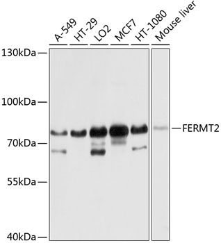 Western blot analysis of extracts of various cell lines, using FERMT2 antibody  at 1:1000 dilution