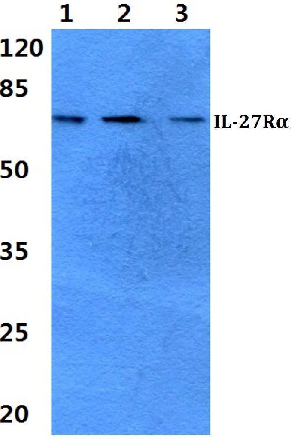 Western blot (WB) analysis of IL-27Rα polyclonal antibody at 1:500 dilution
Lane1:Hela cell lysate 
Lane2:Mouse spleen tissue lysate
Lane3:Rat spleen tissue lysate