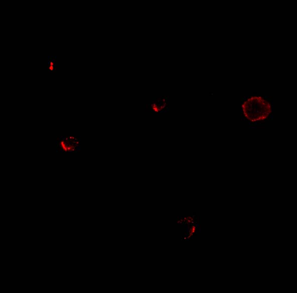 a03654 il27ra primary antibodies if testing 3