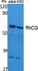 Western Blot analysis of extracts from Jurkat, K562 cells, using RhCG Polyclonal Antibody