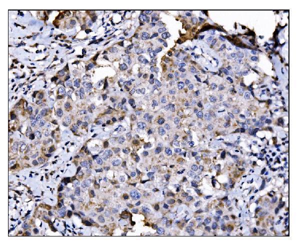 a03656 2 nde1 primary antibodies ihc testing 2