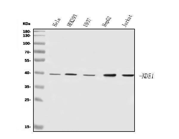 a03656 2 nde1 primary antibodies wb testing 1