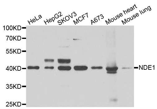 Western blot analysis of extracts of various cell lines, using NDE1 antibody