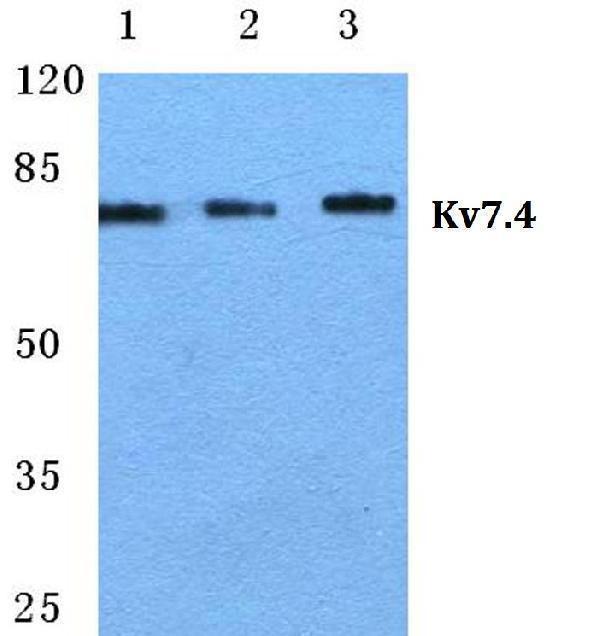 a03659 2 kcnq4 primary antiboties wb testing 1