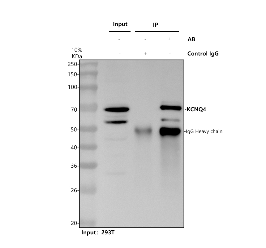 Immunoprecipitating KCNQ4 in 293T whole cell lysate