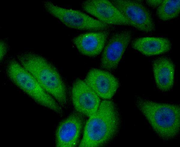 ICC staining PIST in HepG2 cells (green)