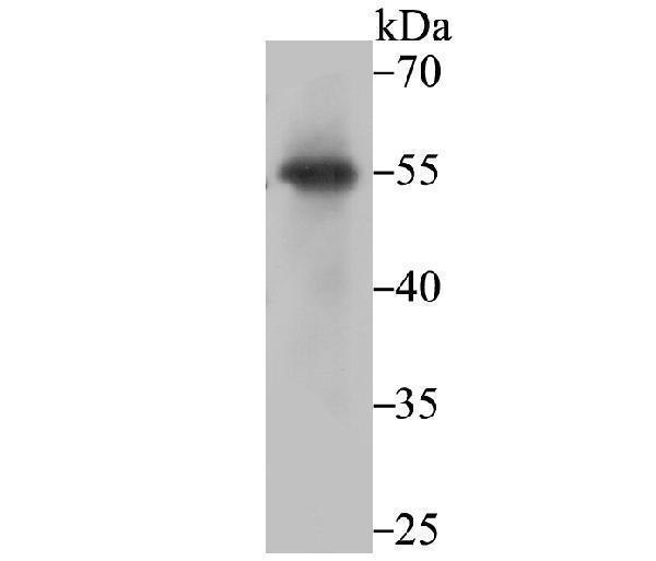 Western blot analysis of PIST on SiHa cell using anti-PIST antibody at 1/1,000 dilution