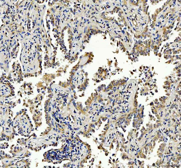 a03660 2 gopc primary antibodies ihc testing 3_1