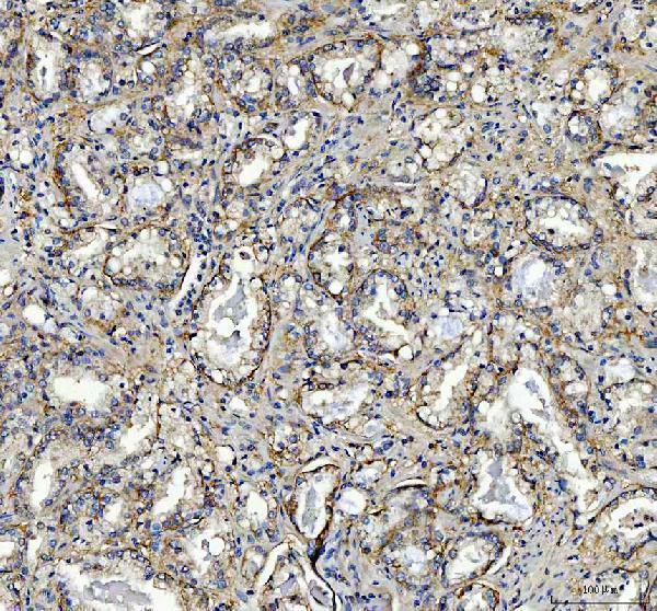 a03660 2 gopc primary antibodies ihc testing 4