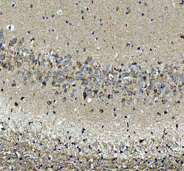 a03660 2 gopc primary antibodies ihc testing 5