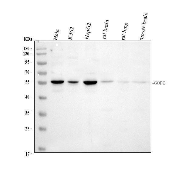 Western blot analysis of PIST/GOPC using anti-PIST/GOPC antibody (A03660-2)