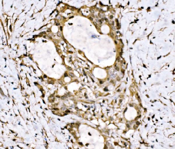  IHC analysis of KLF15 using anti-KLF15 antibody (A03661-1)