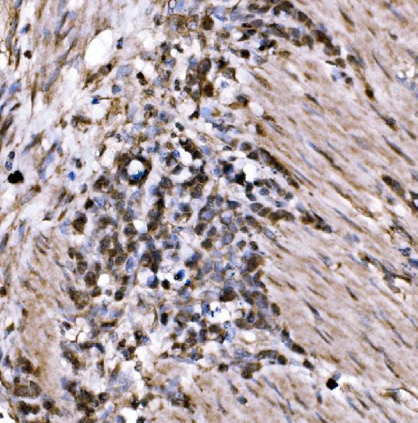  IHC analysis of KLF15 using anti-KLF15 antibody (A03661-1)