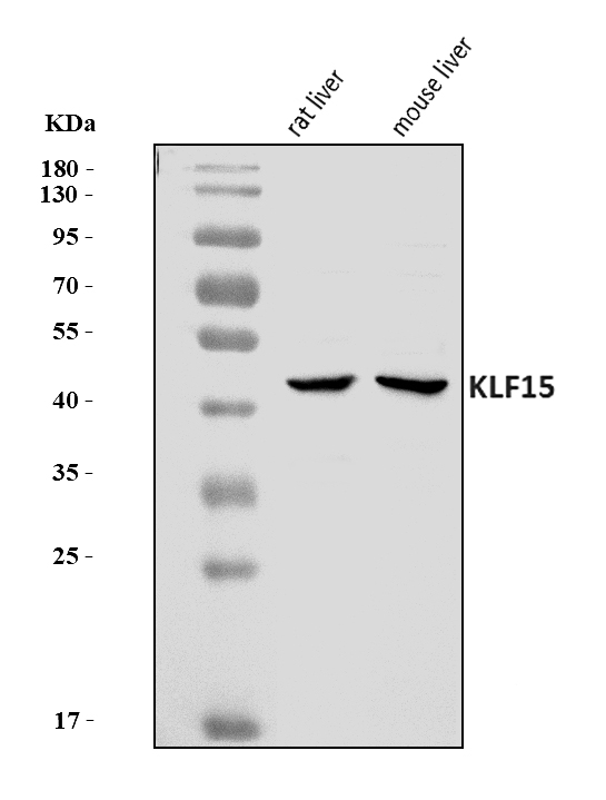  Western blot analysis of KLF15 using anti-KLF15 antibody (A03661-1)